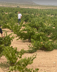 Bodegas Garcia Perez Vineyard