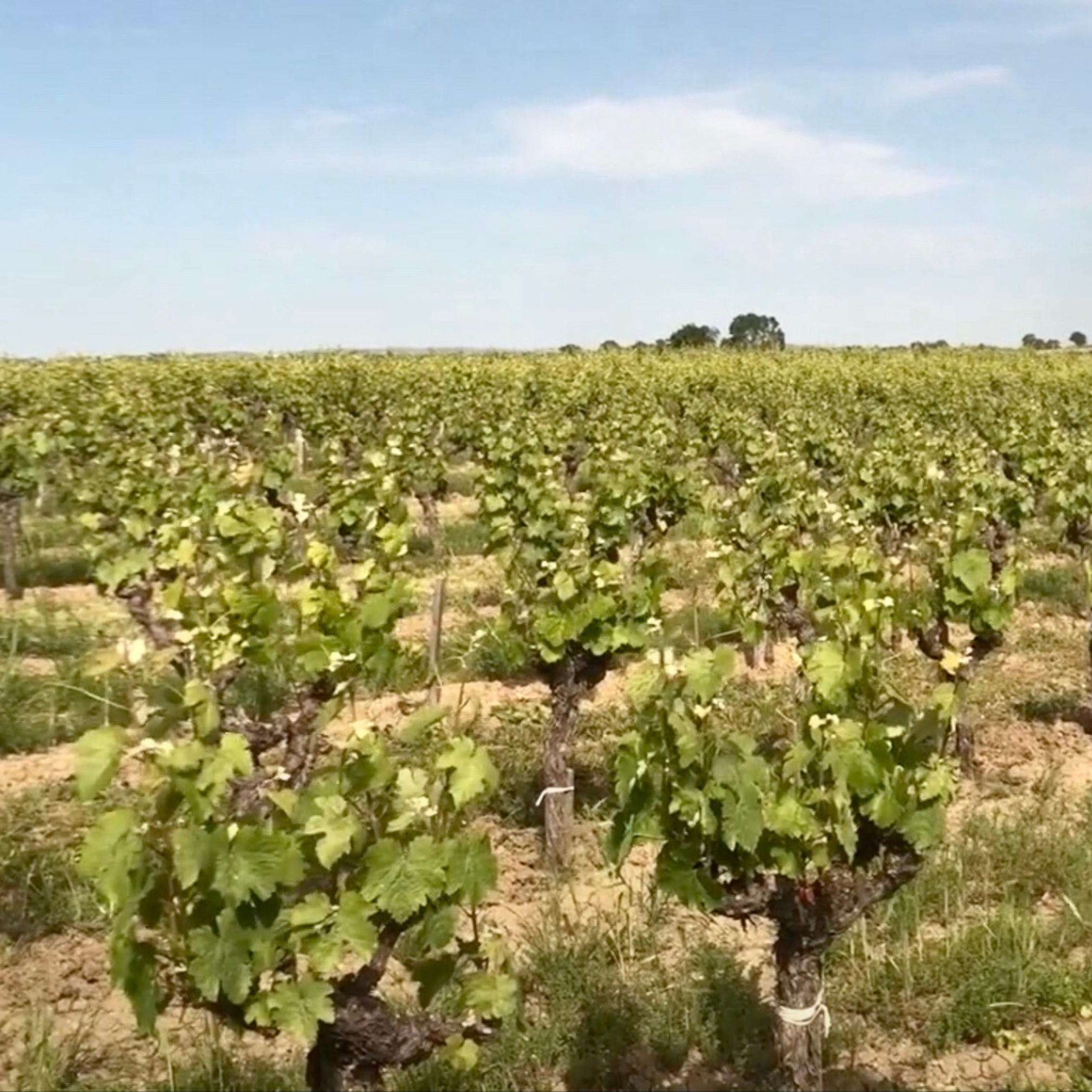 Mauzac Rose | Distillerie Cazottes | MYSA Natural Wine