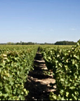 Jean-Pascal Aubron Vineyard