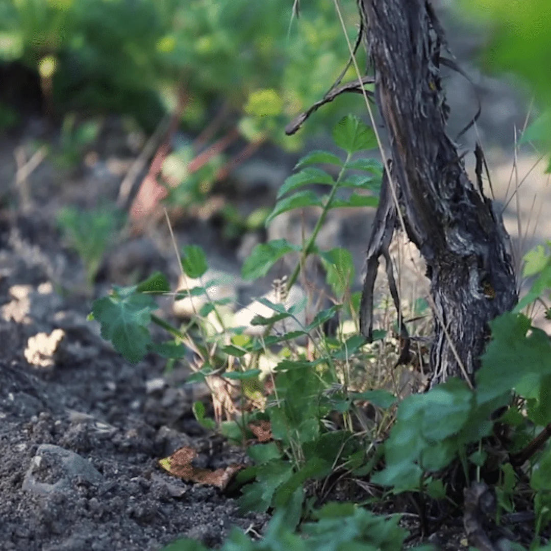 CC VDF White | Domaine la Boheme | MYSA Natural Wine