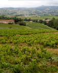 dufaitre-vineyard
