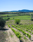domaine ribiera vineyard
