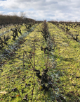 fabien jouves vineyard