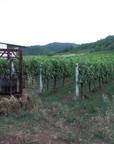 kontozisis organic vineyards vineyard karditsa greece
