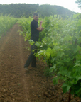 la-patience-vineyard