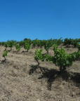 matassa vineyard roussillon france