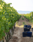 oenogenesis vineyard