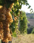 rio-maggio-vineyard