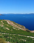 skaramuca-vineyard