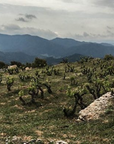 alfredo arribas vineyard