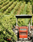 cantina della pioppa vineyard