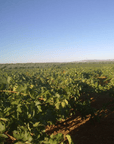 cerro la barca winemaker extremadura spain