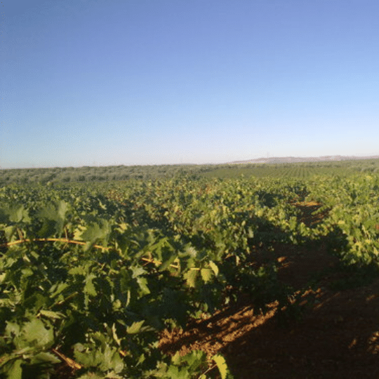 Vegas Altas' Eva de los Santos | Cerro La Barca | MYSA Natural Wine