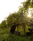 Chateau Lafitte Vineyard