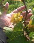 christian tschida vineyard burgenland austria