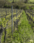lindenlaub vineyard