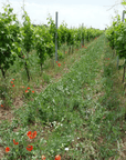 cristiano guttarolo vineyard