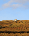 domaine hoppenot vineyard