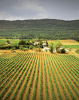 domaine la mongestine vineyard