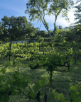 emme wines vineyard califrornia