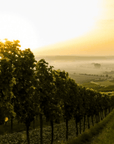francois le saint vineyard