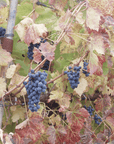 fronton de oro vineyard