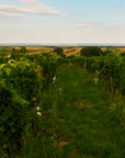 gut oggau vineyard burgenland austria