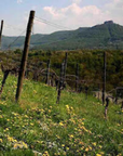 helmut dolde vineyard