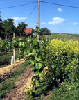 jediny sud vineyard