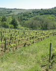 julien merle vineyard
