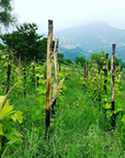 lammidia vineyard
