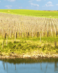 larchitepo vineyard