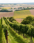 gindl vineyard