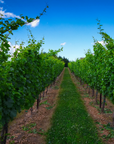 old westminster vineyard