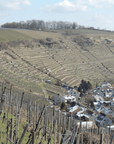 roterfaden and rosswag vineyard