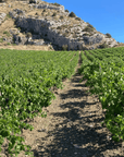 sergio drago vineyard
