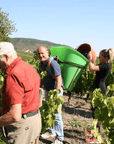 st verny vineyard