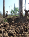 strekov-1075-vineyard