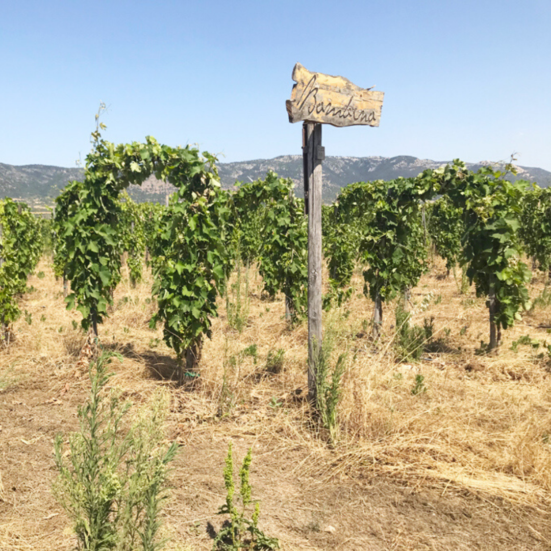 Orange Puglia | Valentina Passalacqua | MYSA Natural Wine