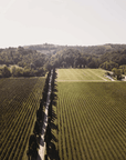 venturini baldini vineyard