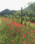 vignale di cecilia vineyard