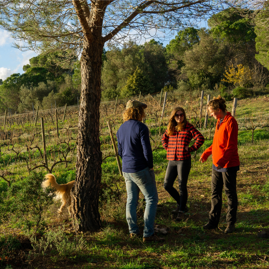 Hurdy Gurdy | Vinyes Tortuga | MYSA Natural Wine