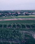 weingut freitag vineyard