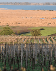 weingut pittnauer vineyard