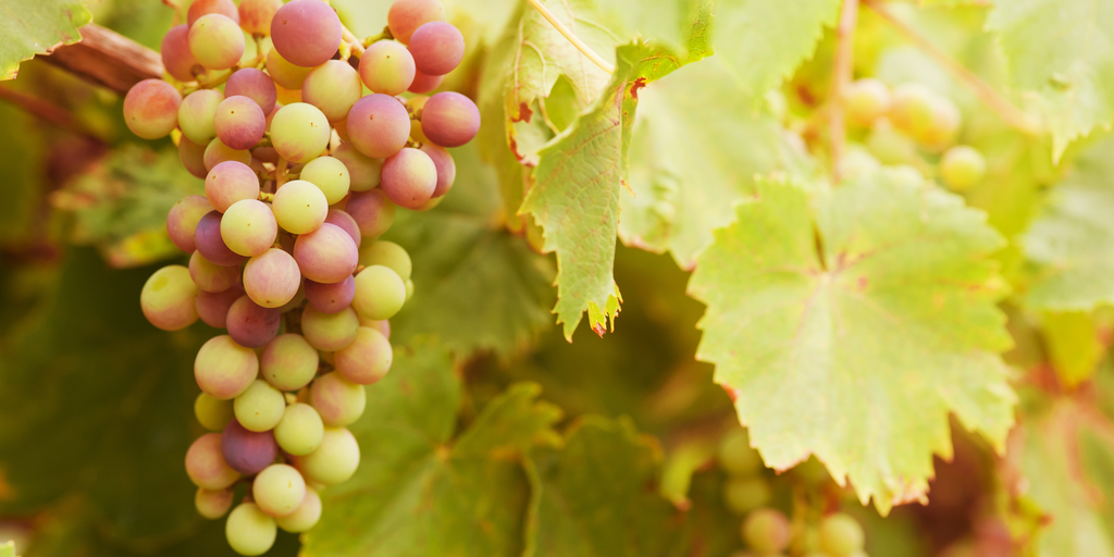 What is Verjus? Wine's Juicy Friend MYSA Natural Wine