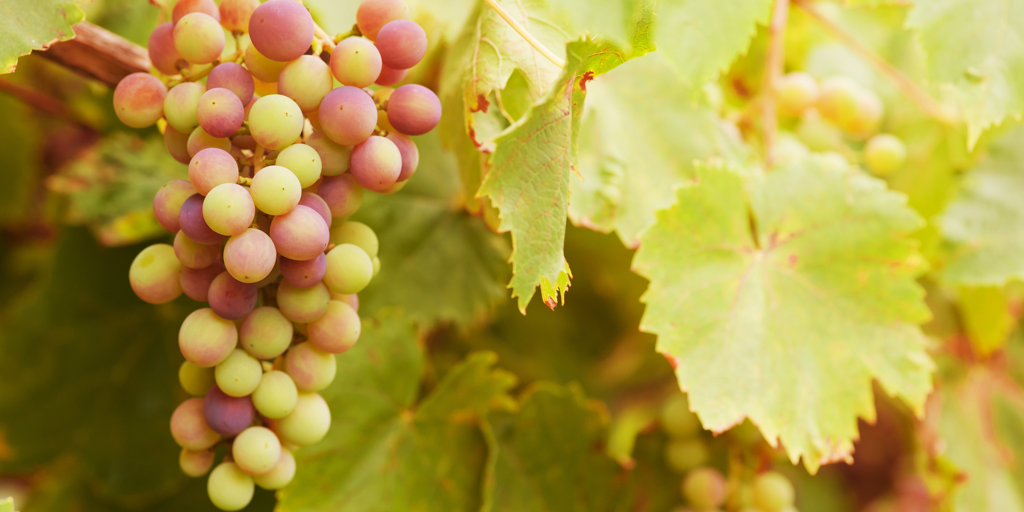 wine grapes going through verasion