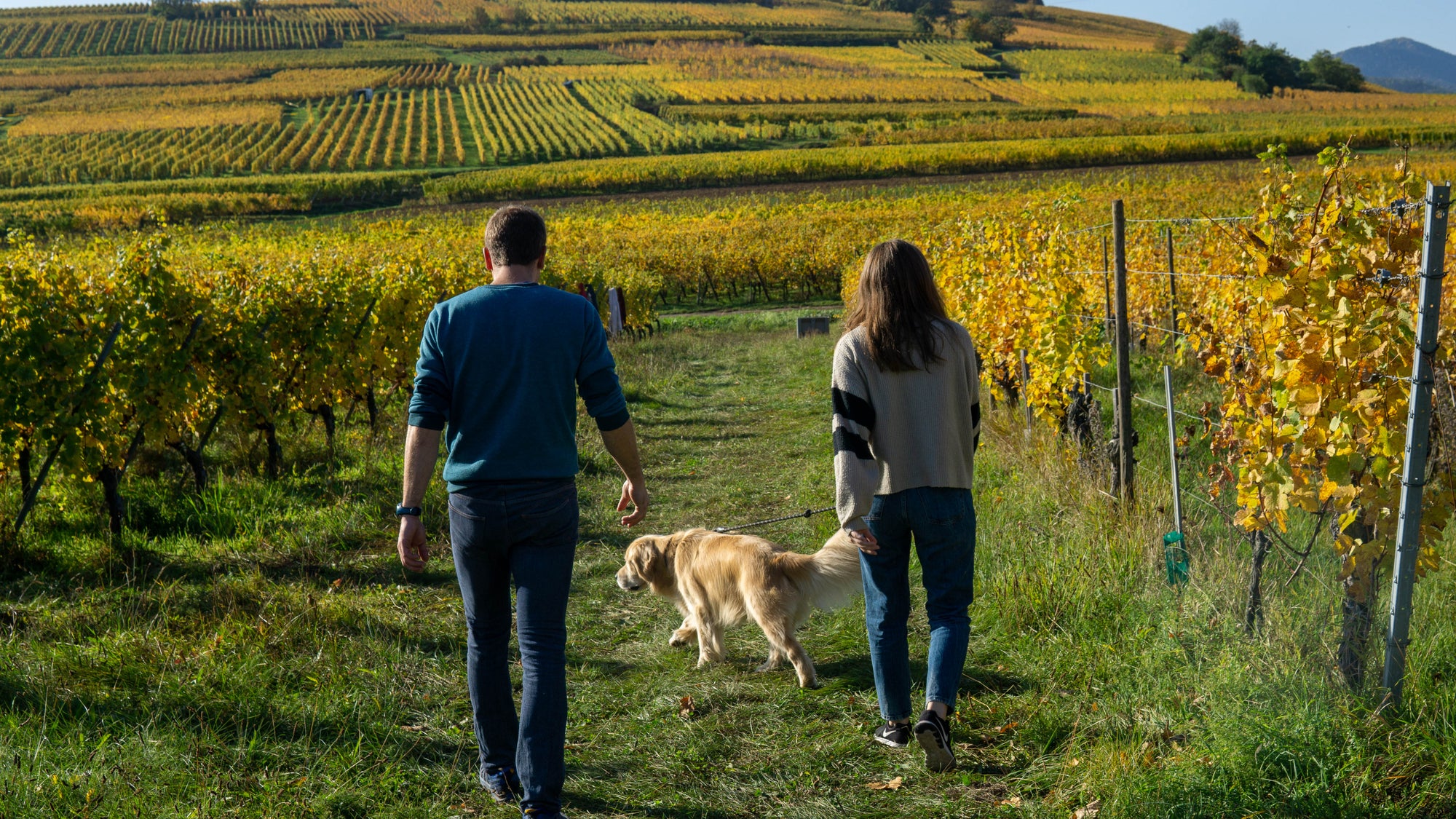 Taking Flight in Alsace - Domaine de l'Envol