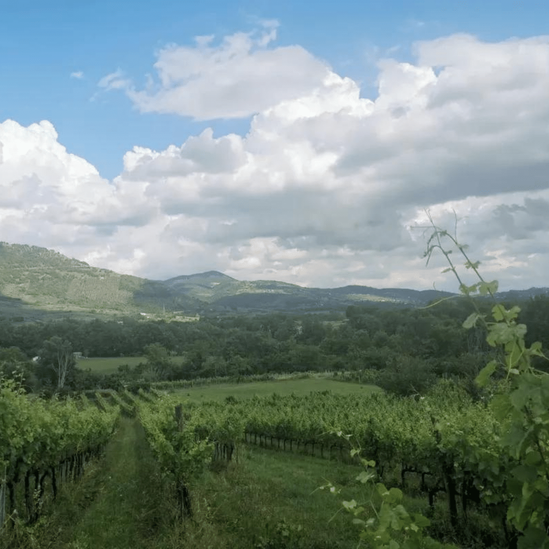 abbia-nova-vineyard