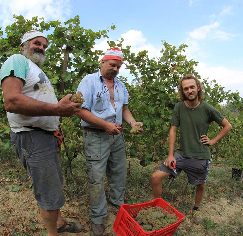 Le Primeur Vino Rosso Biologico 5本セット Bocin Servaj Vino Rosso | Azienda Agricola Carlo Chiesa | MYSA