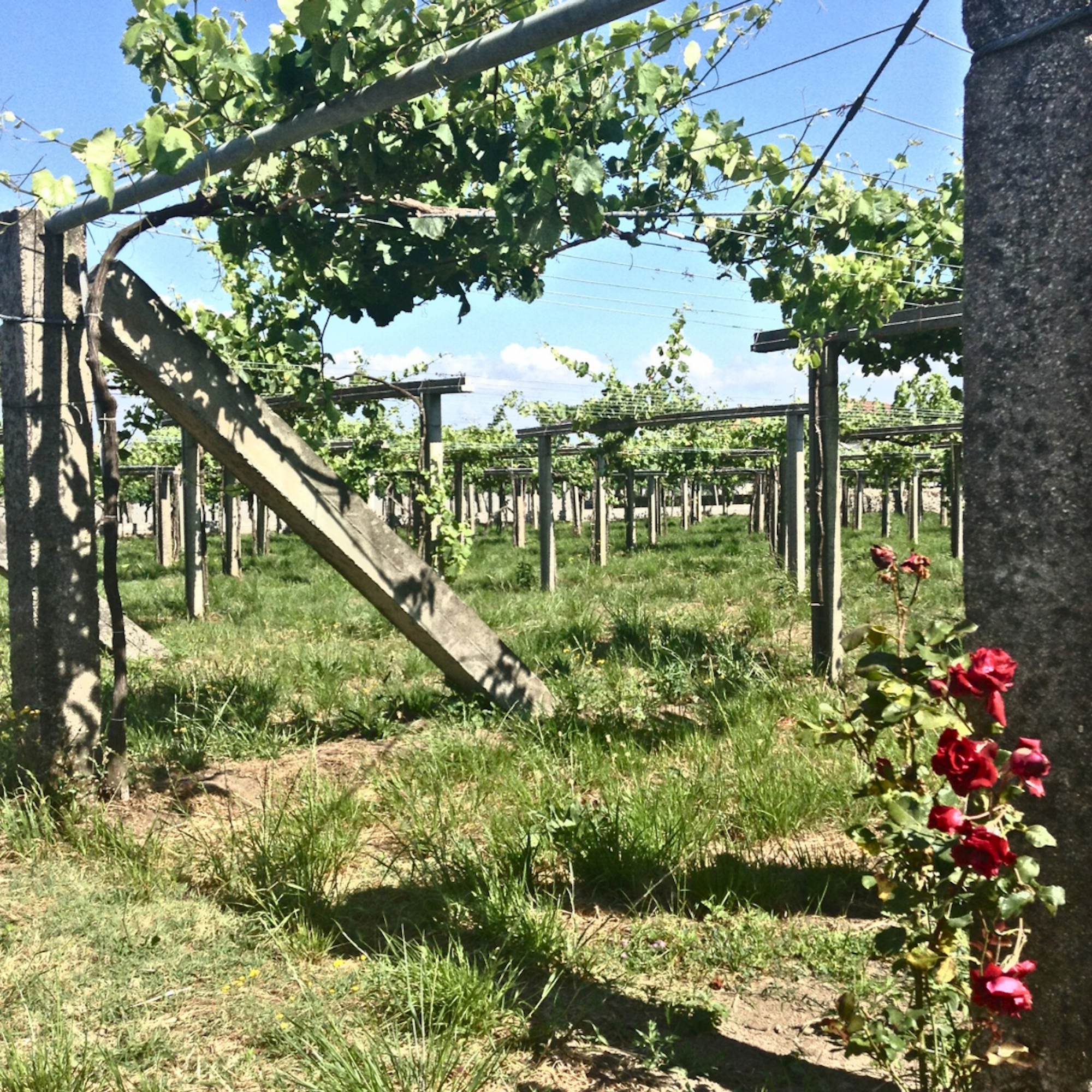 Benito Santos Vineyard